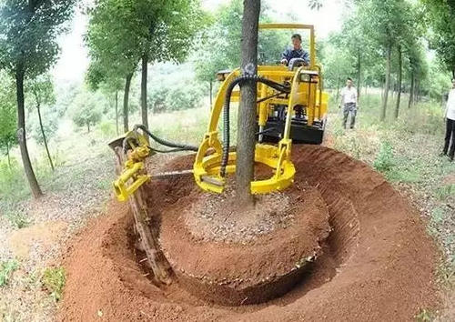 大树移植的正确方法秋天,乌桕大树移植成活率