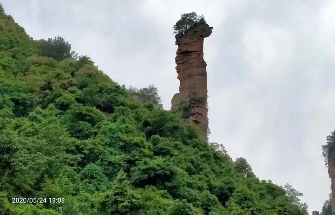 张家界的莓茶酥,张家界的莓茶是什么植物