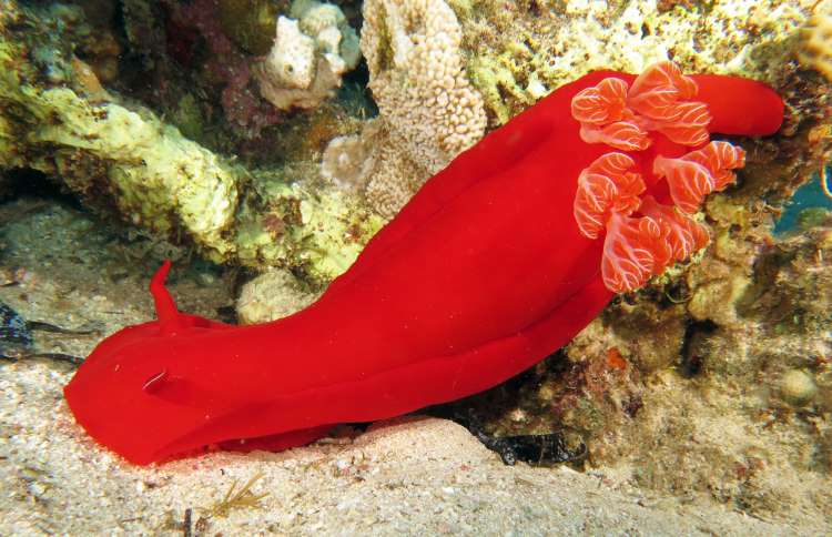 世界上十二种颜色华丽的动物,令人惊艳的17种动物绝对罕见