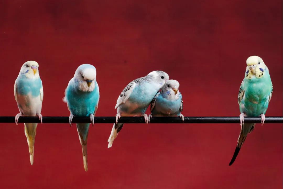 读完这24种动物描写,恨不得穿过屏幕抱抱它们