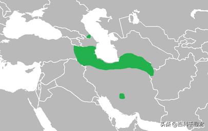 西亚现存最强大的猫科猛兽,史上最凶猛的八大猫科动物