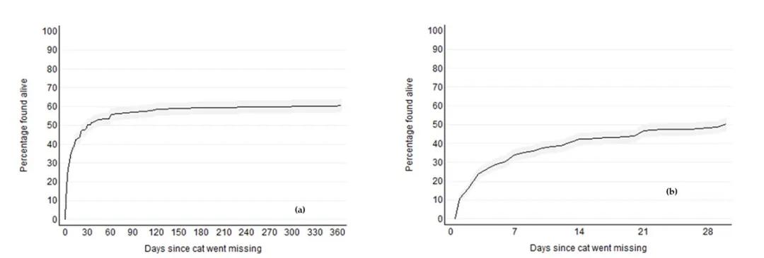 农村猫丢了找猫的窍门,在农村养的猫猫丢了怎么办