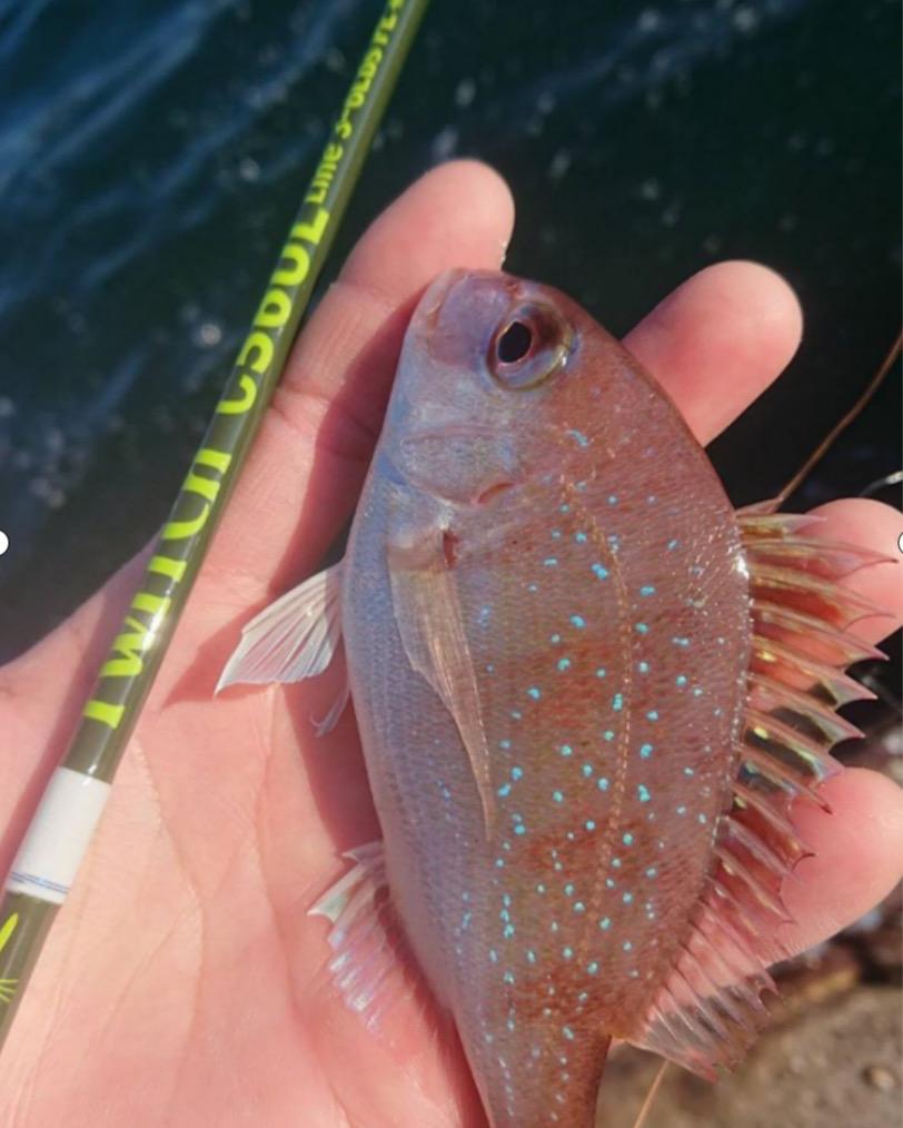 路亚钓鱼日本,日本竞技钓鱼