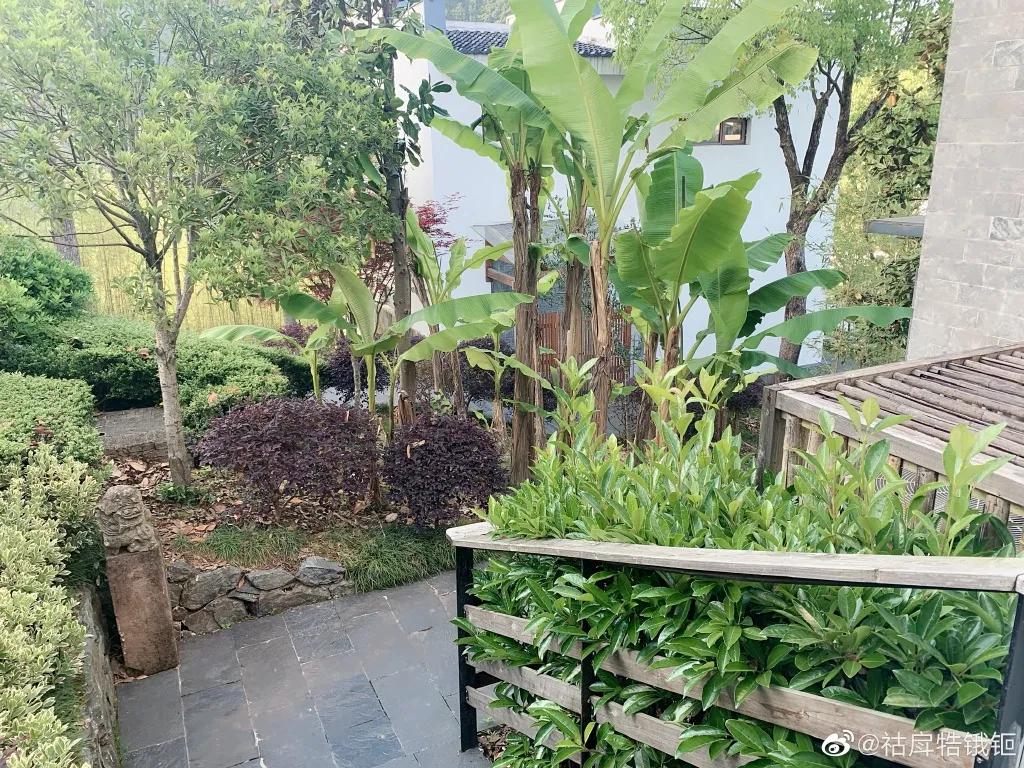 初夏德懋堂，绿树阴浓夏日长