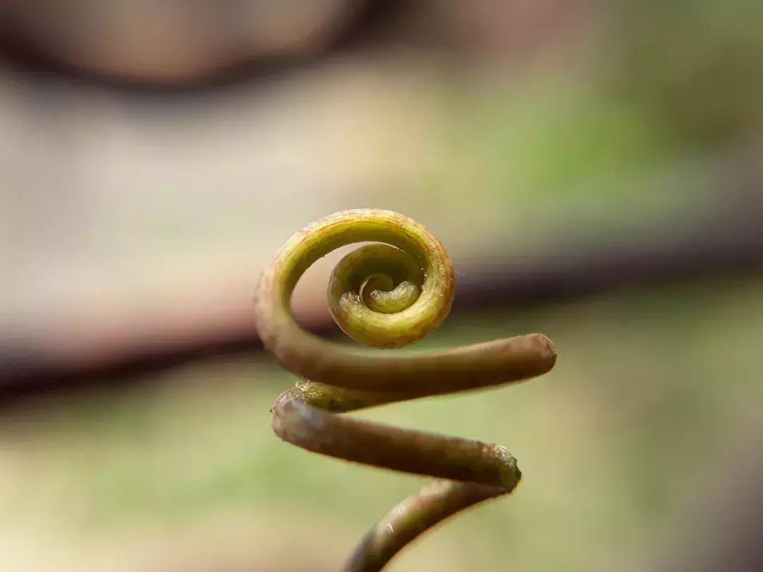 小蛮腰衣架设计图片,小蛮腰套衣架