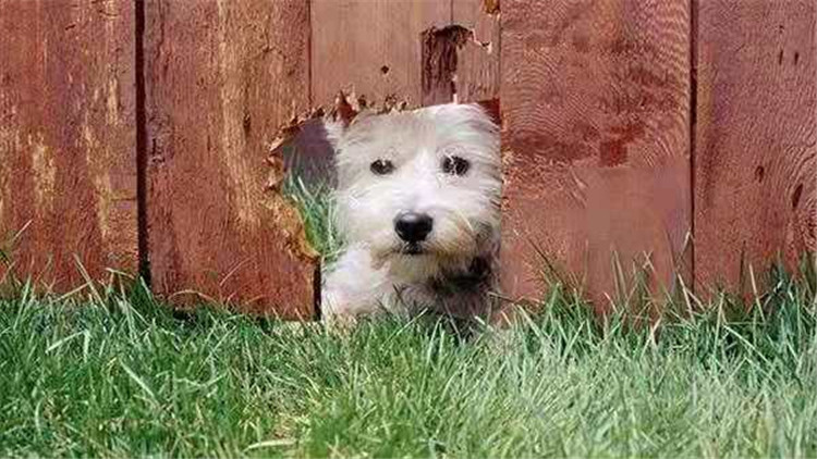 常见的梗犬有什么,梗犬是什么狗