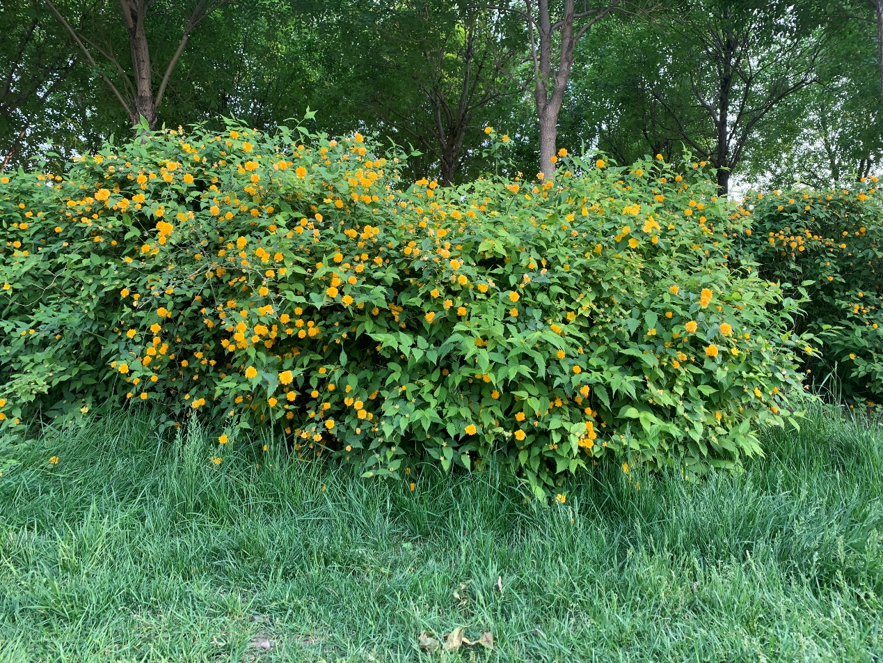 2020年了iphonexs还能再战几年,iphonexs如今还值得入手吗