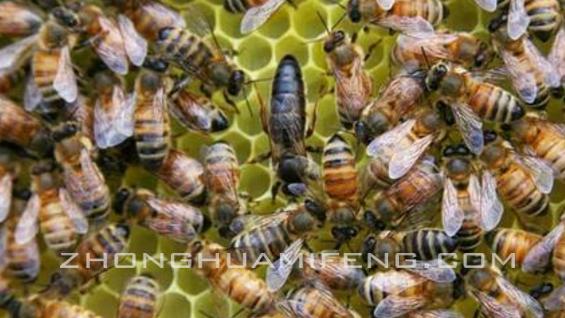 如何养蜜蜂新手,如何养好蜜蜂