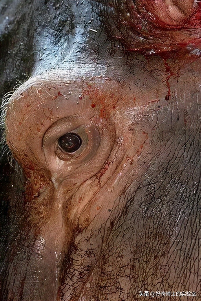 河马的鼻涕是红色的吗,河马的汗水是红的吗