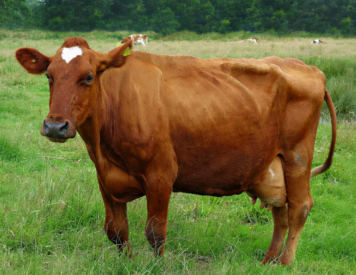 母牛掉球遗传小母牛吗,母牛掉球的原因以及防治方法