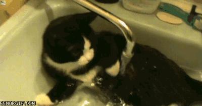 猫喜欢被挠脸是什么意思,猫喜欢被挠下巴闭着眼睛