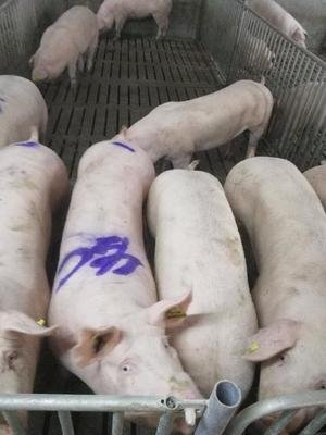 母猪奶水不好小猪越来越瘦,母猪奶水不好