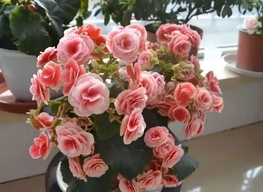 适合阳台养的四季开花有花香的花,花期长耐热耐寒又好养的花卉