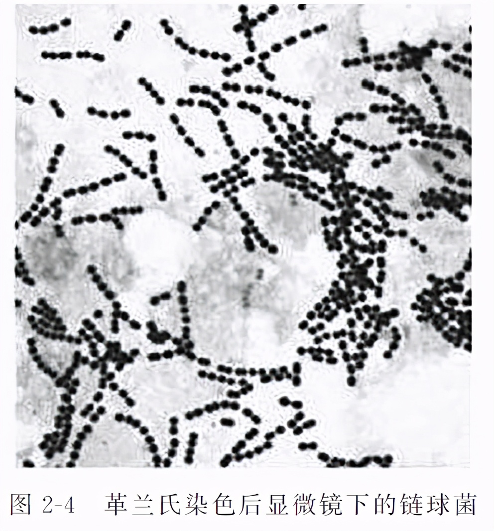 动物源性成分检测,动物源性农残检测