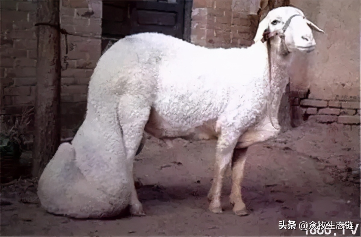 世界上最好的羊是哪个羊,世界最好的羊排名前十