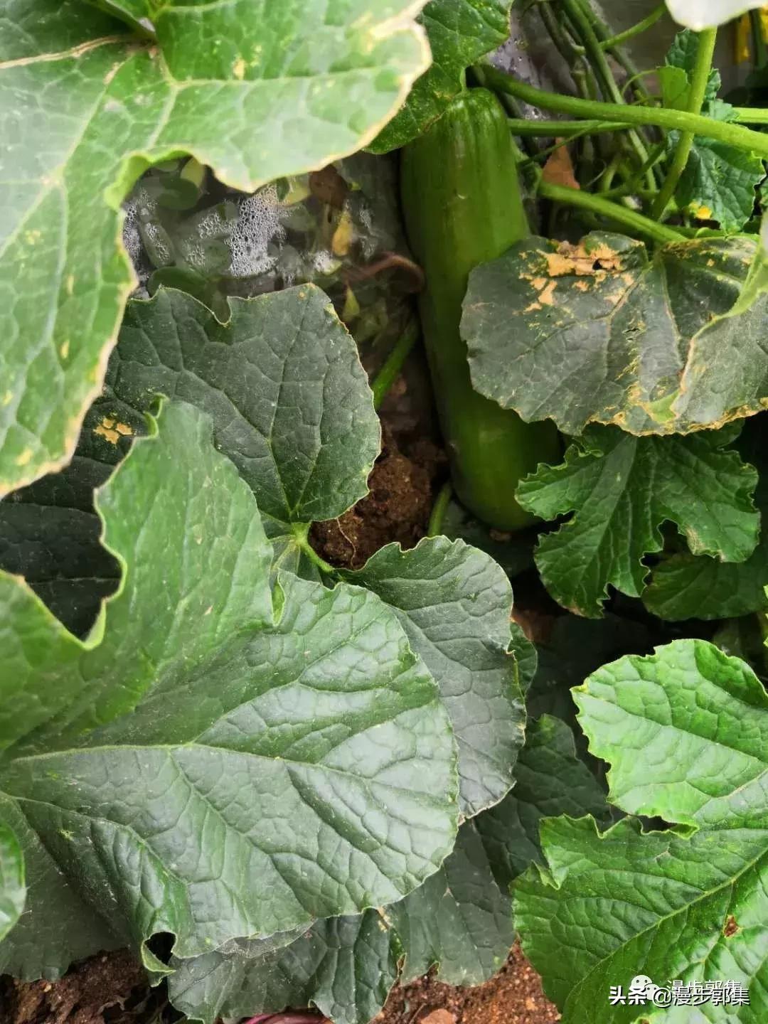 今年哪里的西瓜丰收了,现在的西瓜都成什么样子了