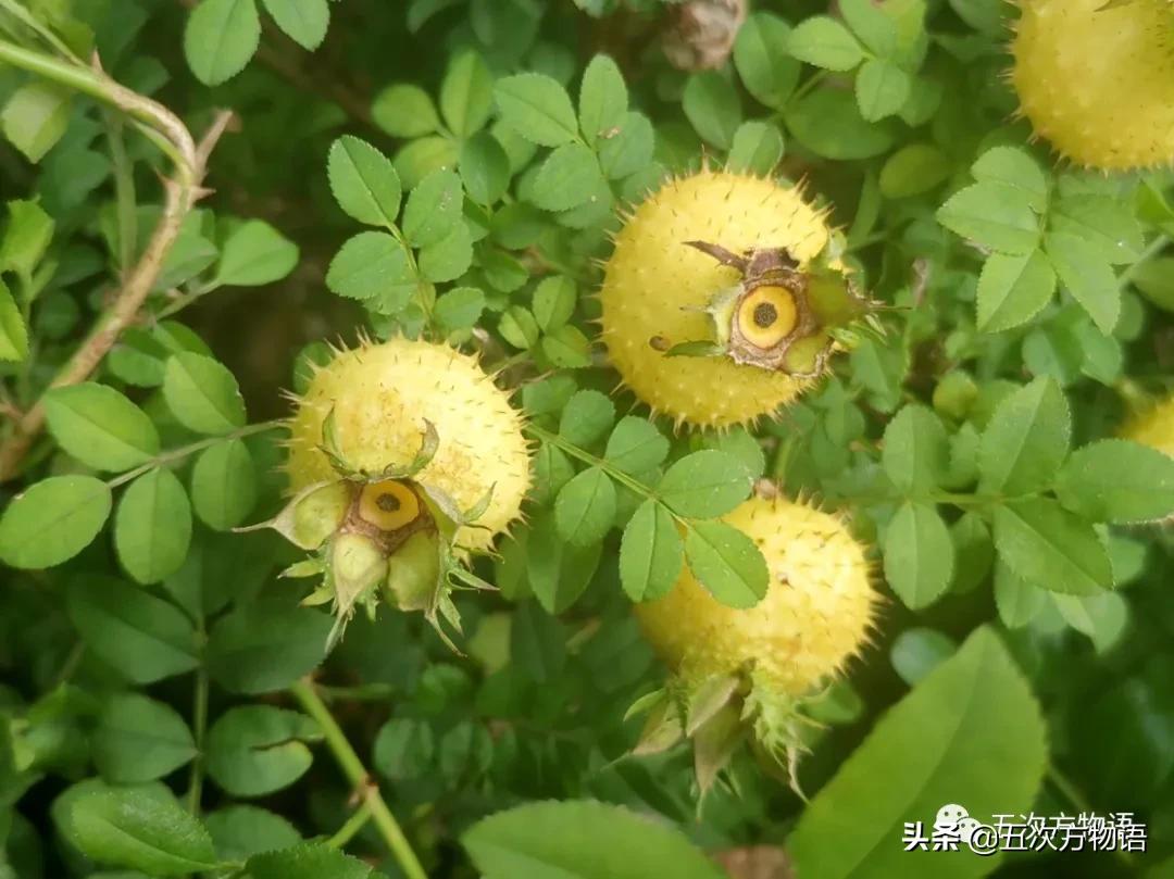 草莓上的小麻点是种子吗,草莓上的小麻点是什么呢