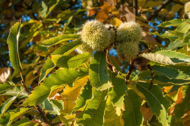 秋天的毛栗子智斗核桃夹子