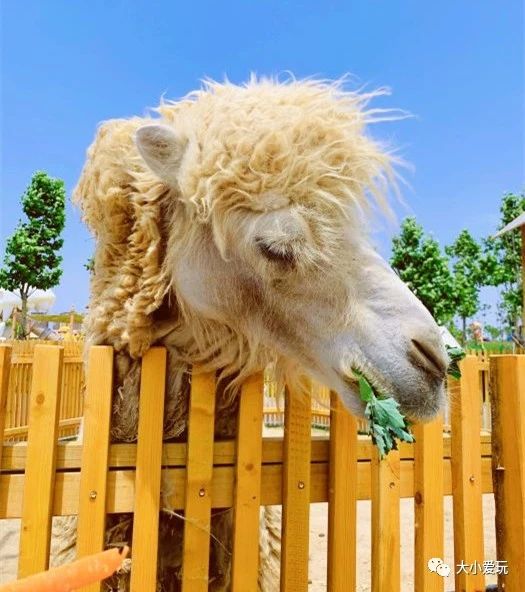 北京遛娃网红打卡地,北京又添一波遛娃新去处