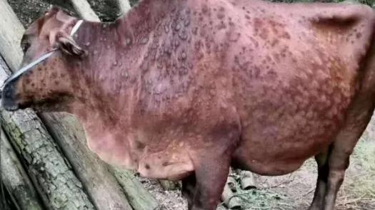 牛得了牛结节病用什么疫苗,牛结节病传染牛吗