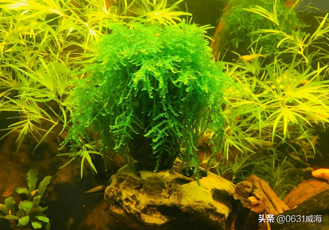 水草缸赤玉土可以用水草泥代替吗,水草泥的正确用法