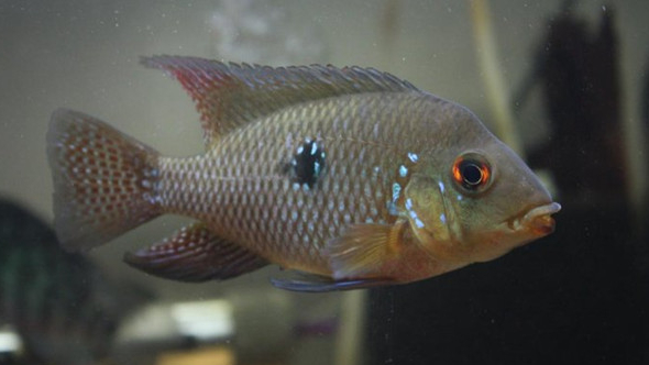 南美慈鲷,慈鲷有黑色的吗