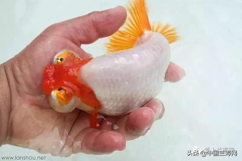 水泡金鱼和望天球金鱼,望天金鱼图片大全