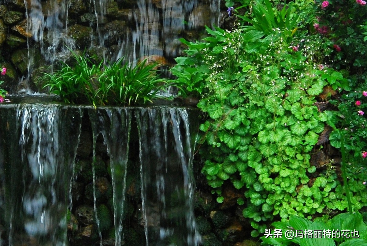 河马花园植物大全,荷马花园的月季