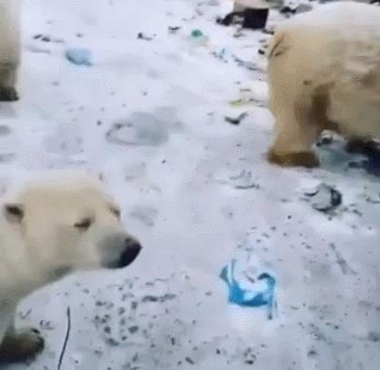 1116只鲨鱼被塑料缠住，不及余文乐发布一则视频引发的“痛感”