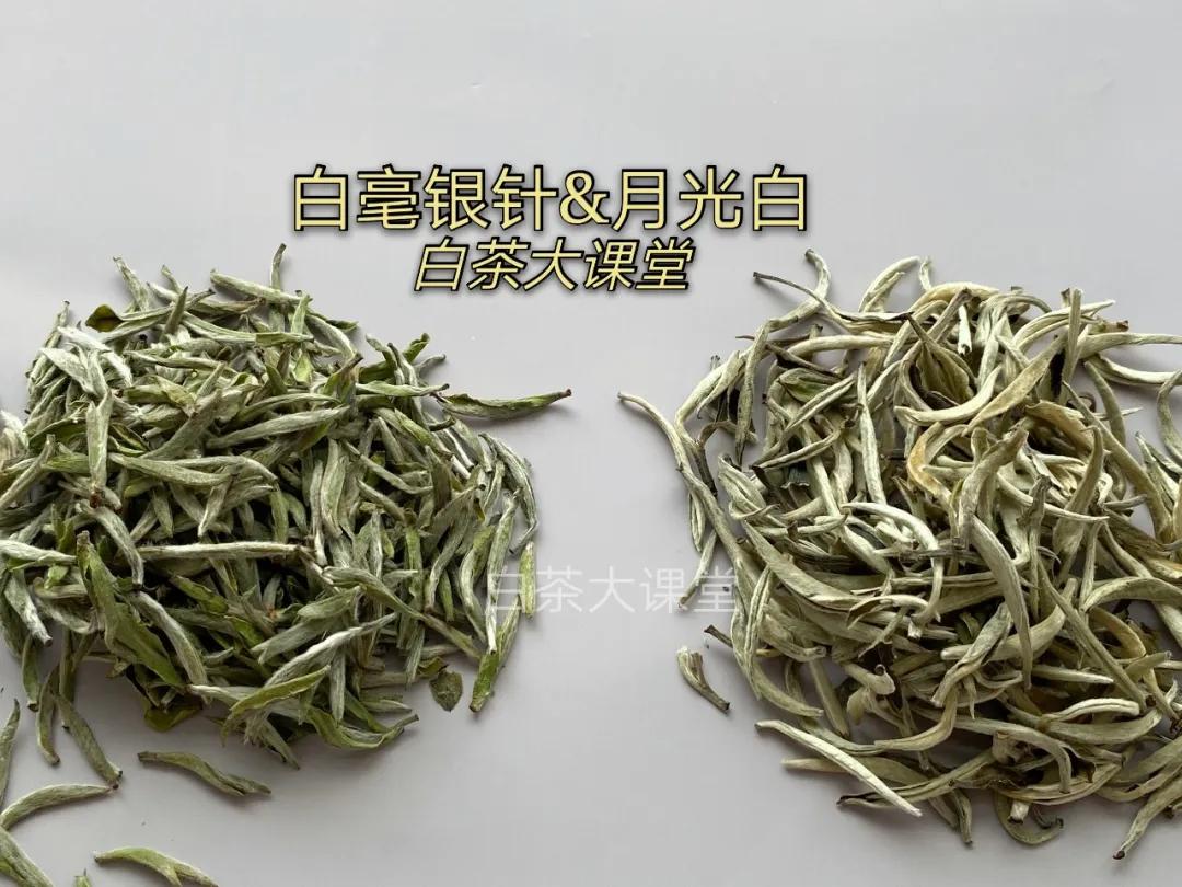 月光白老品种白茶,为什么有人说月光白是普洱茶