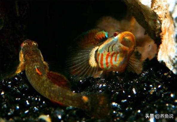 观赏鱼哪种最好养又好看,哪种观赏鱼好看又好养适合新手