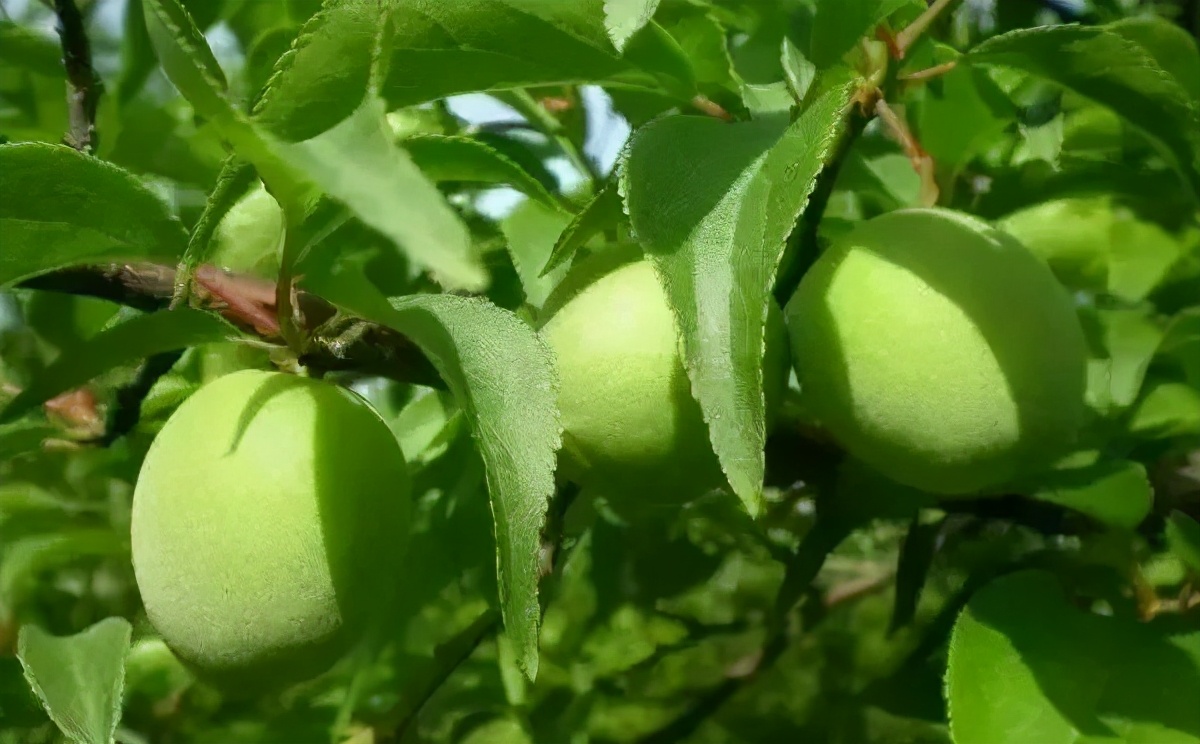 苏州西山十大知名农家乐有哪些,带你走一走苏州的太湖边农家乐