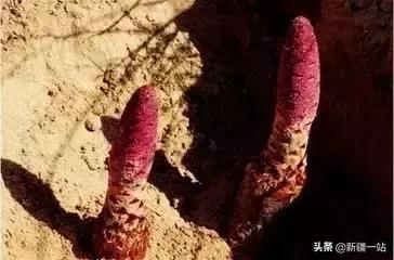 荒漠中有哪些能吃的植物,南疆常见的野生植物