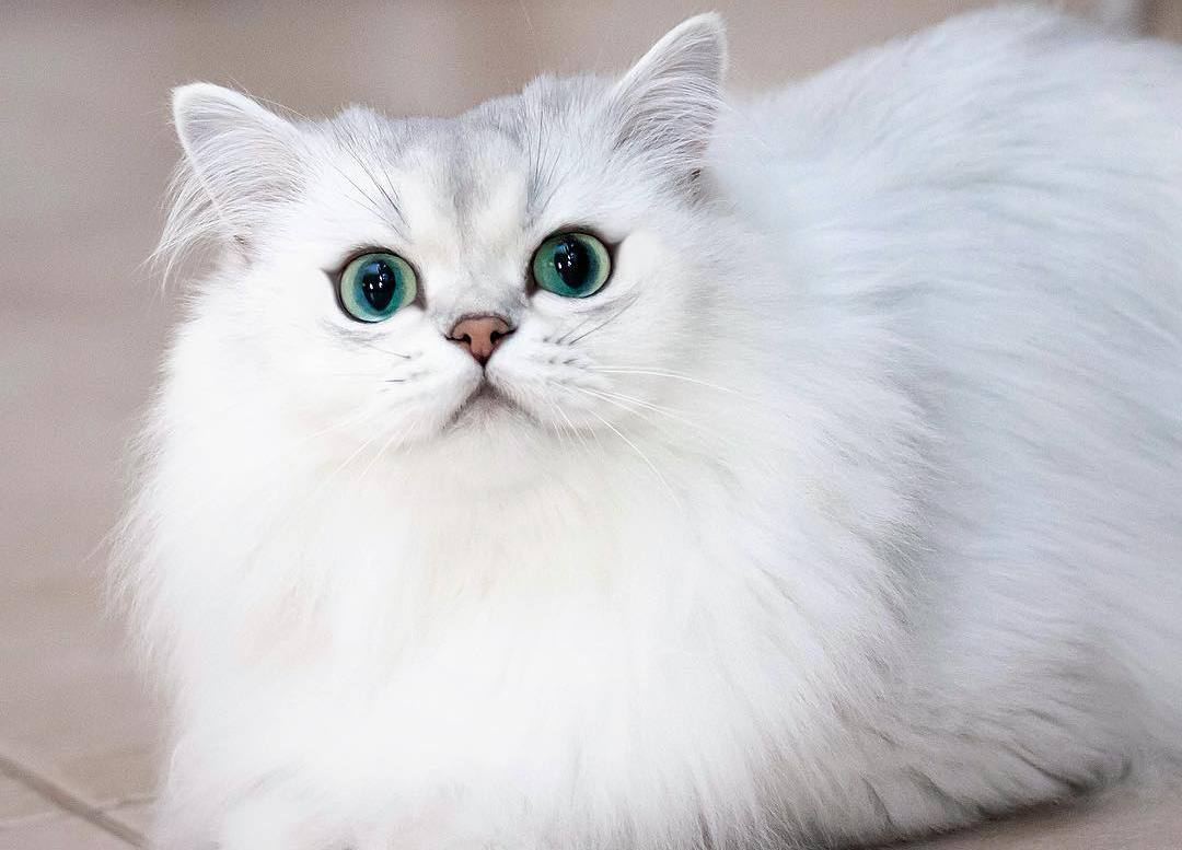 猫咪寄生虫的症状表现,猫咪绦虫病的症状及治疗方法