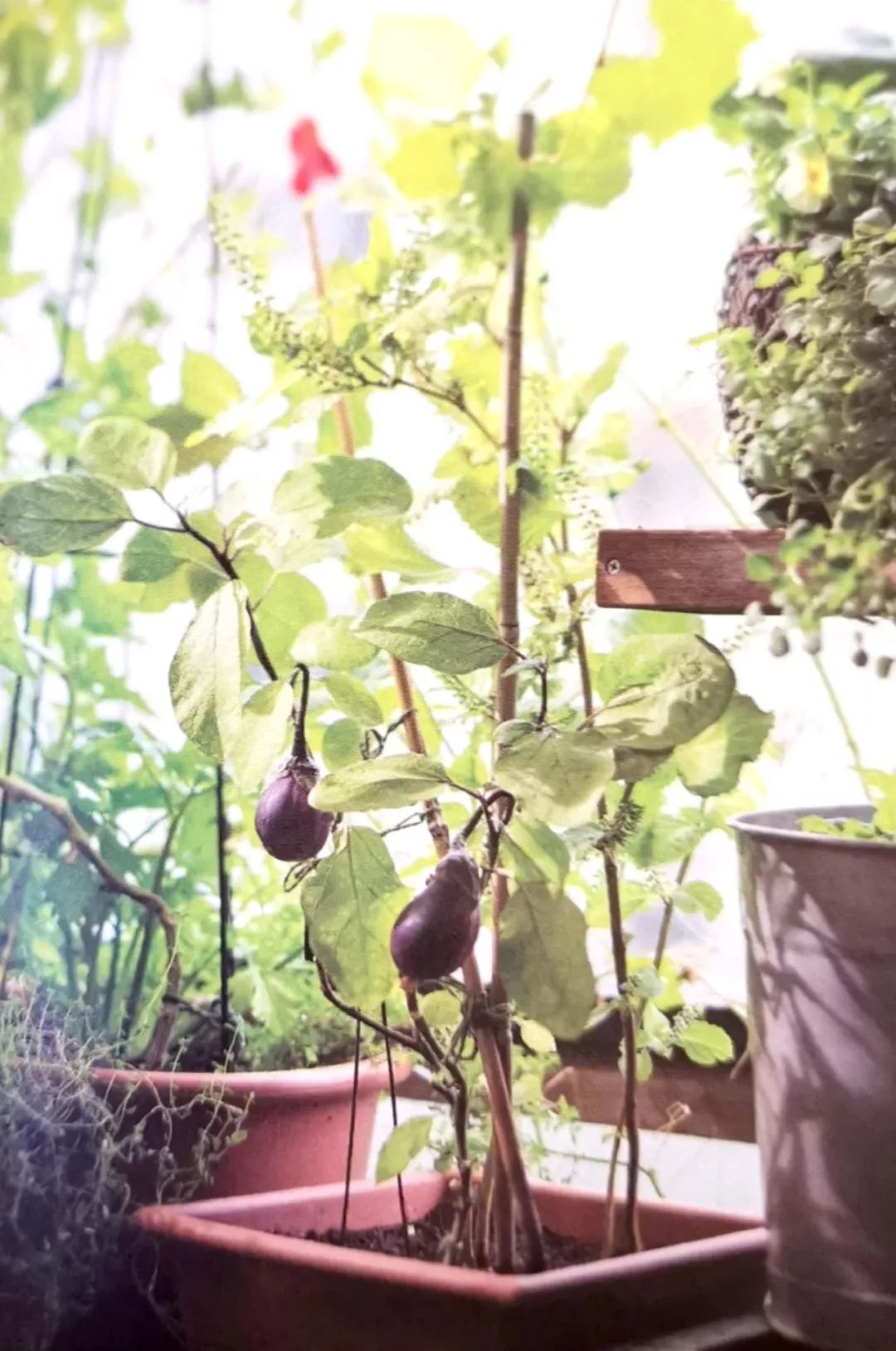 新手小阳台种菜哪些好种,新手阳台种菜怎么种得快