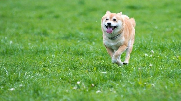 狗狗尾巴夹着什么原因,狗狗把尾巴咬紫了怎么办