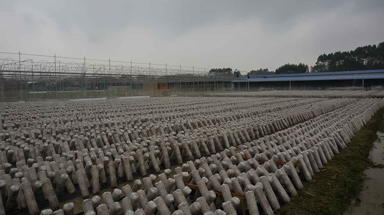 广西禾美农业有限公司,广西禾美生态农业