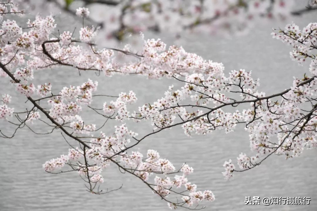 日本樱花季是八月几号,2020年日本樱花花期表