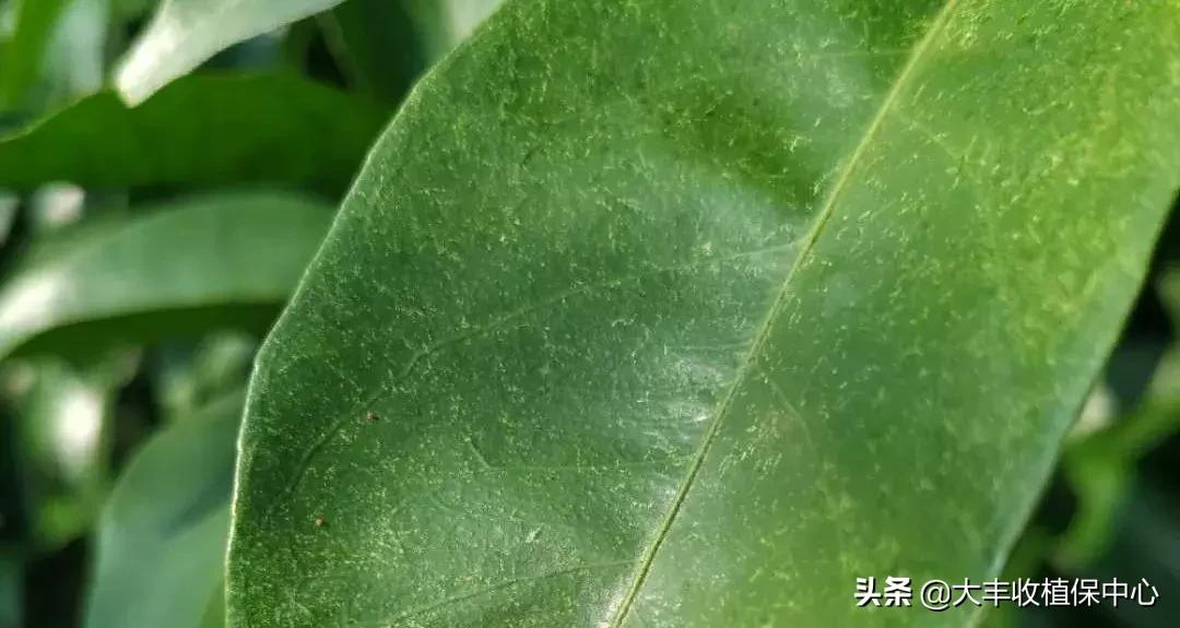 红蜘蛛锈壁虱大爆发该怎么用药,对红蜘蛛和锈壁虱有用的杀螨剂