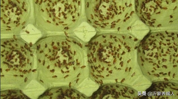 樱桃蟑螂繁殖饲养技术,樱桃蟑螂幼体怎么养