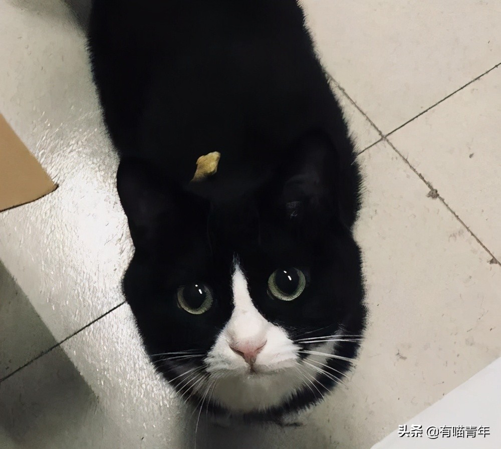橘猫为什么是魔鬼,橘猫的恐怖之处