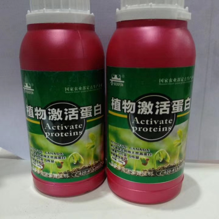 西瓜定植后出现僵苗死苗怎么办,西瓜僵苗的症状图片