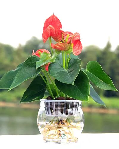 红掌花姿奇特美妍,花苞似佛焰,叶片翠绿欲滴,最佳室内盆栽