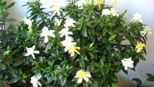 刚买回来的栀子花为什么经常黄叶,新买的栀子花晒一下太阳打蔫儿了