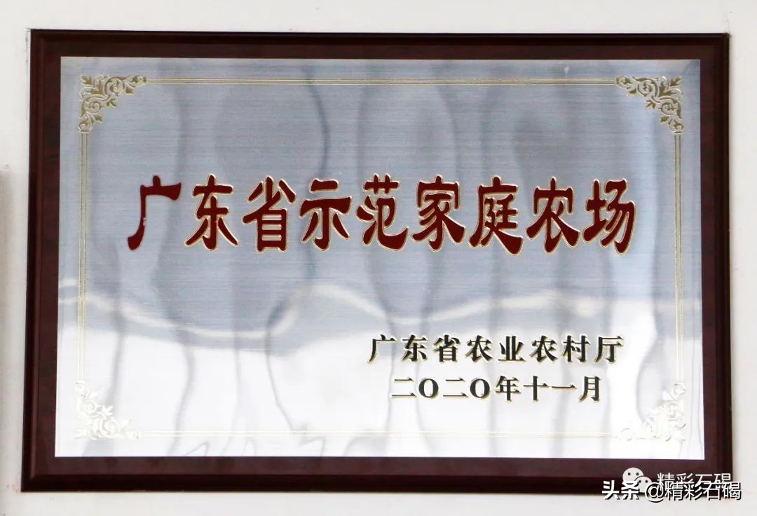 东莞石碣镇雅兰花卉新闻视频,雅兰花卉石碣