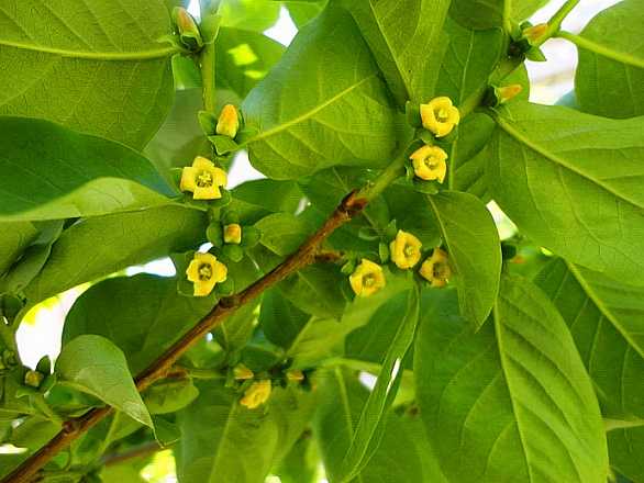 黑枣树的种植,黑枣树怎么管理