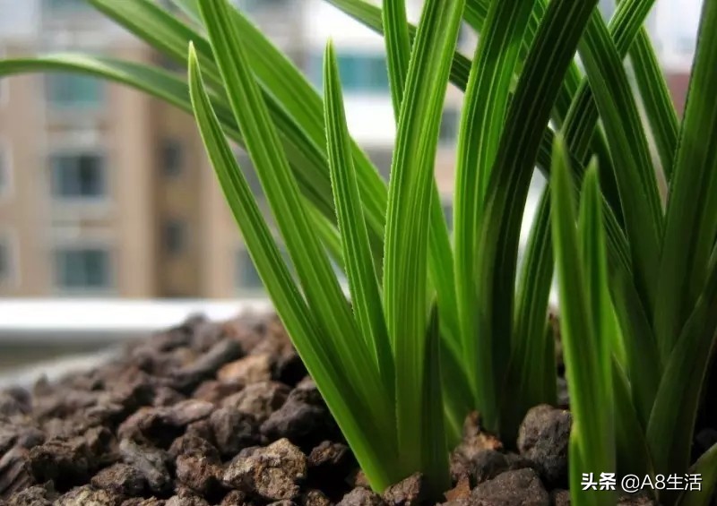 每日一品兰花价格,每日一品茶叶