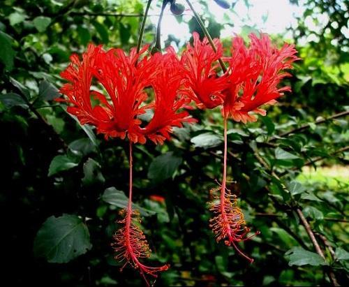 大叶红灯笼花,红灯笼的花有哪些