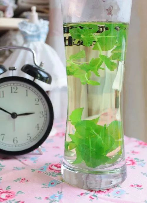 如何做薄荷盆栽,薄荷盆栽各种做法