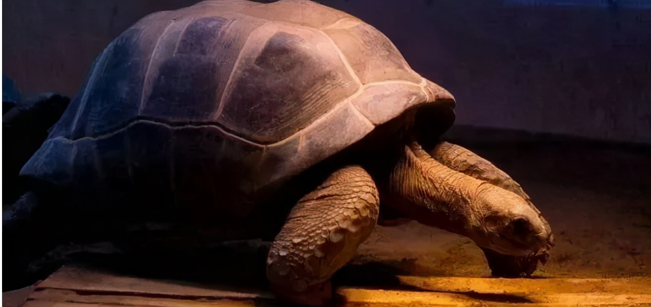 乌龟为什么能活那么多,乌龟为什么能活得那么长时间